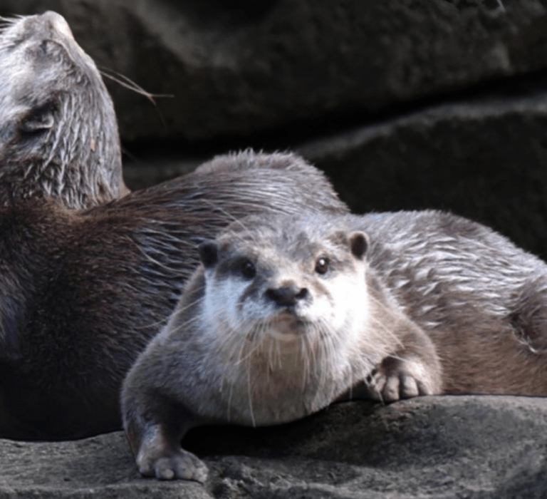 Asian Small-Clawed Otters