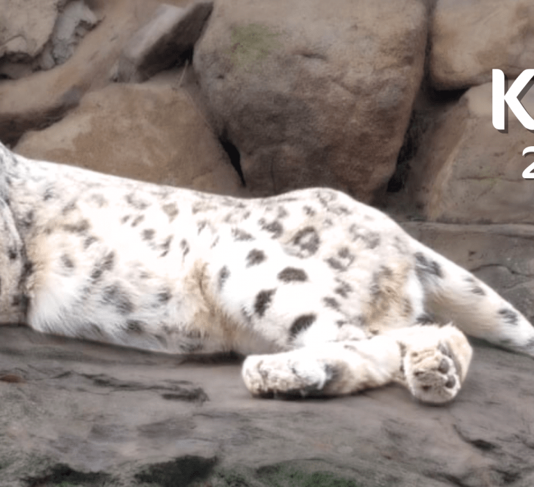 Khumbu the male snow leopard at Billabong Zoo