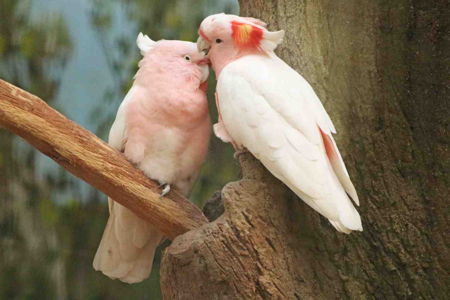 Birds
