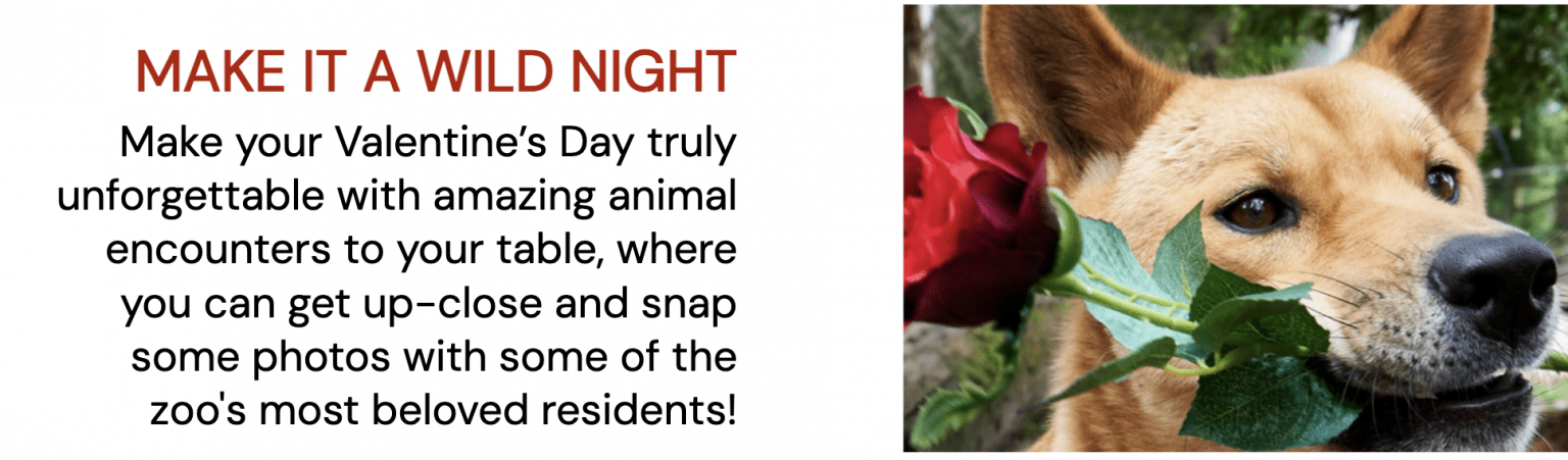 Exclusive Animal Encounters at Your Table