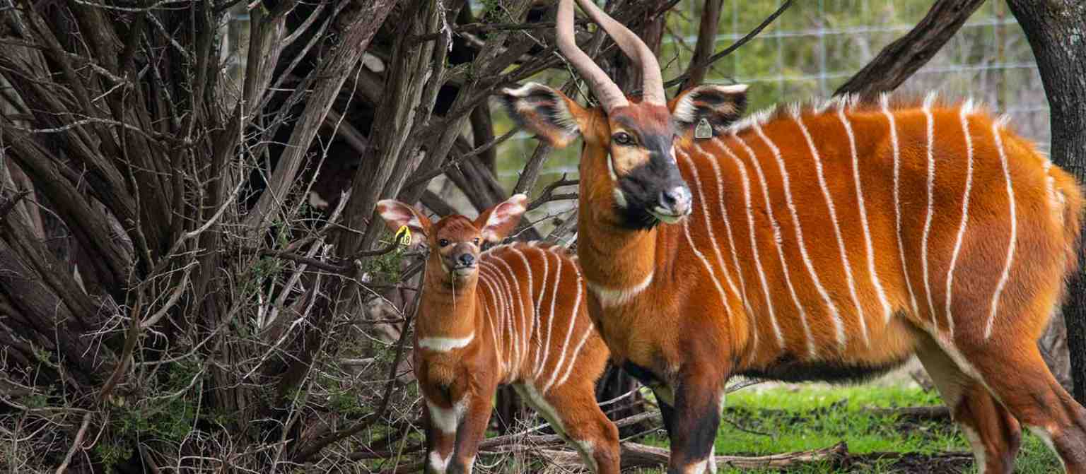 Mountain Bongo