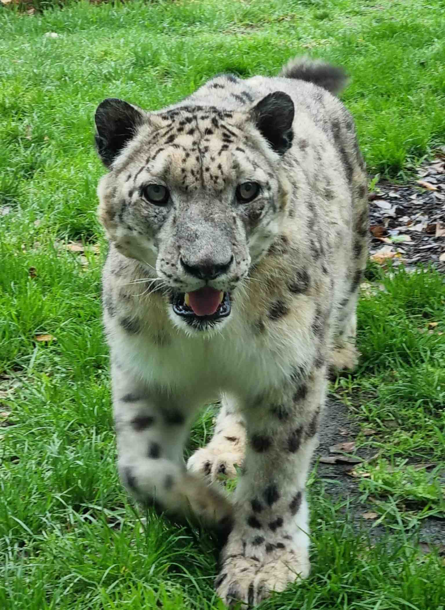 Khumbu the male snow leopard at Billabong Zoo