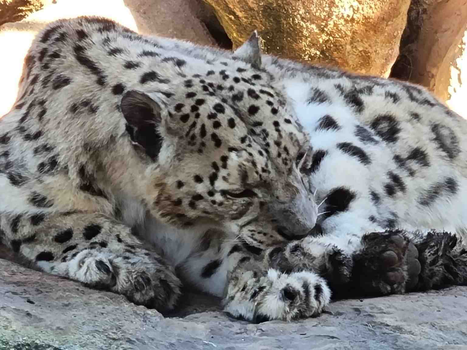 Khumbu the male snow leopard at Billabong Zoo