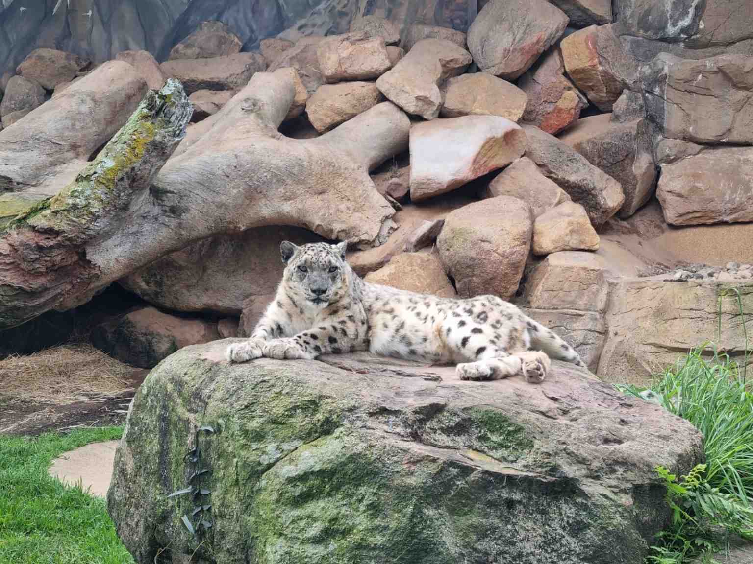 Khumbu the male snow leopard at Billabong Zoo