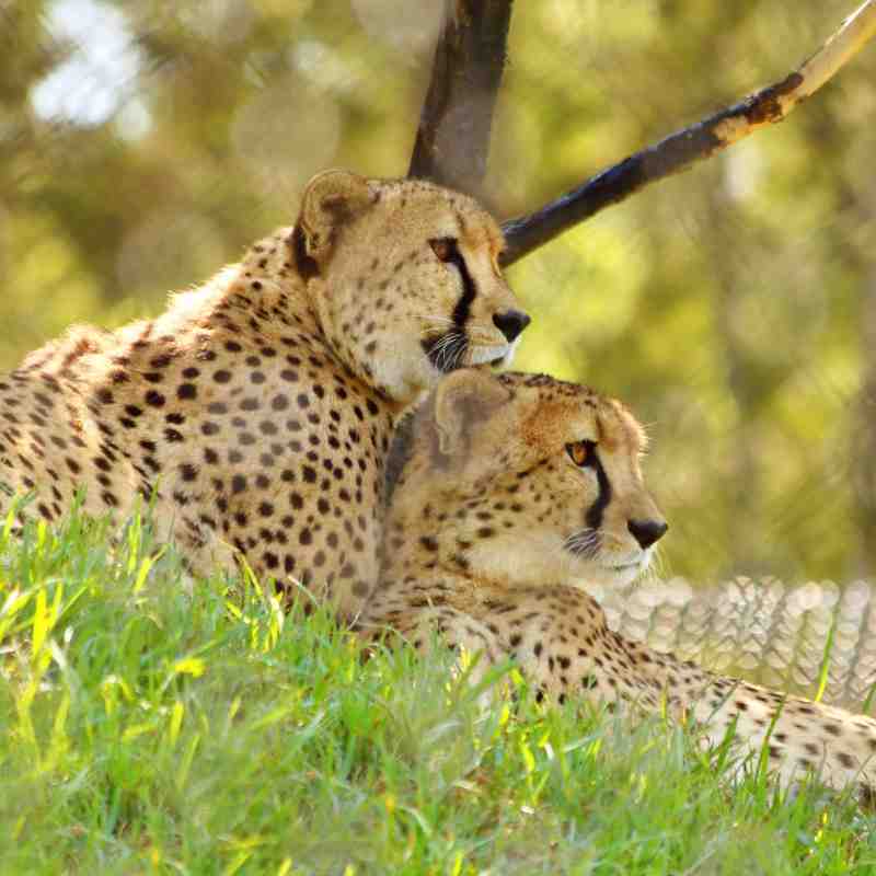 Cheetah