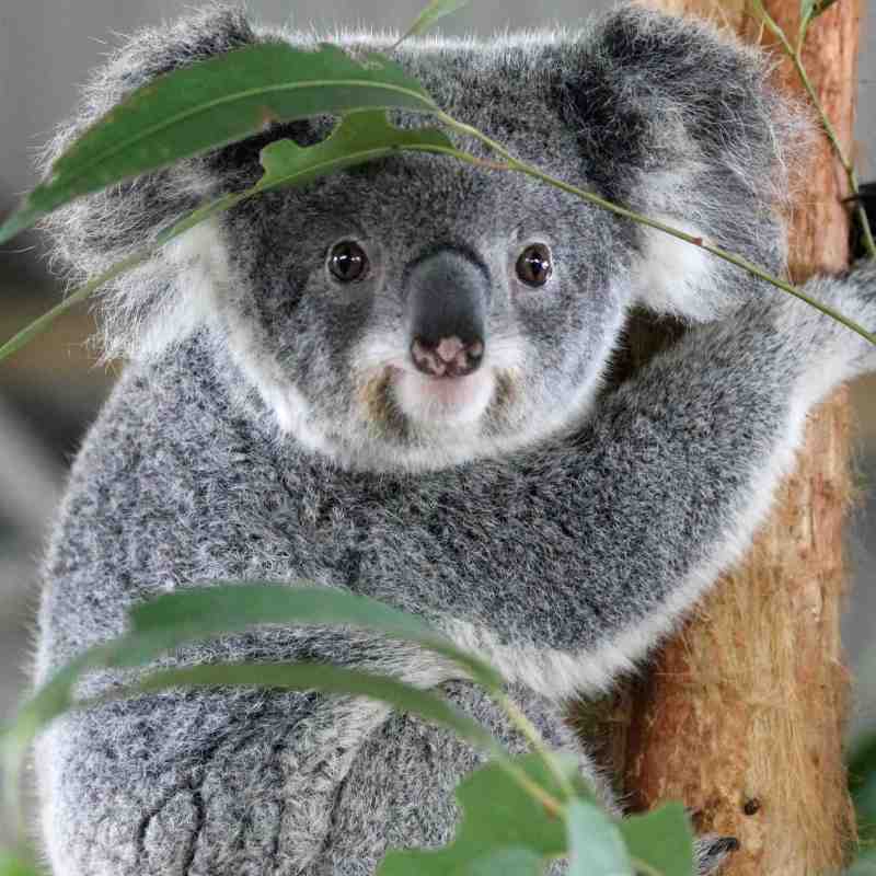 Koala