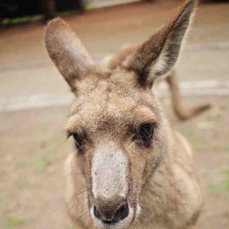 Eastern Grey Kangaroo