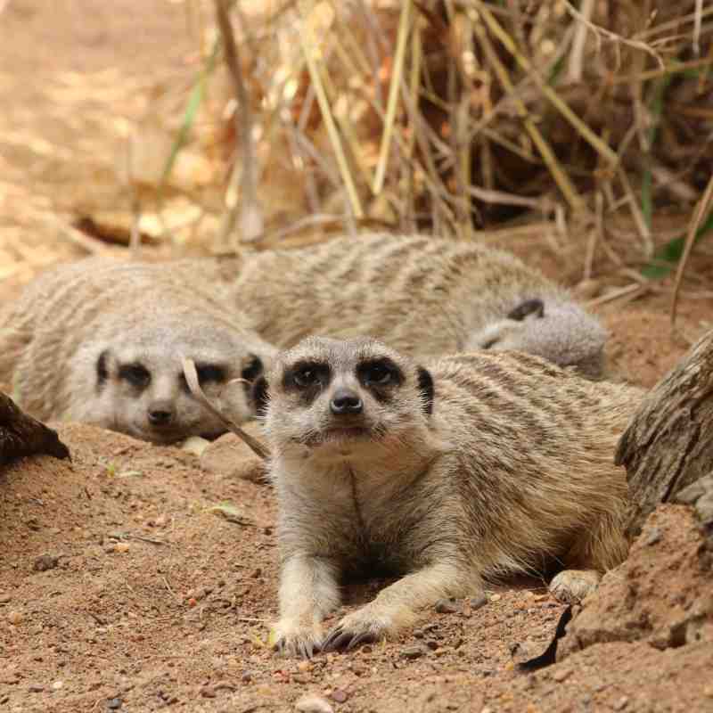 Meerkats