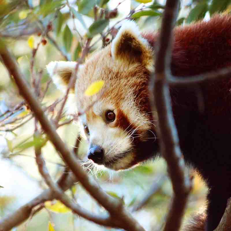 Red Panda