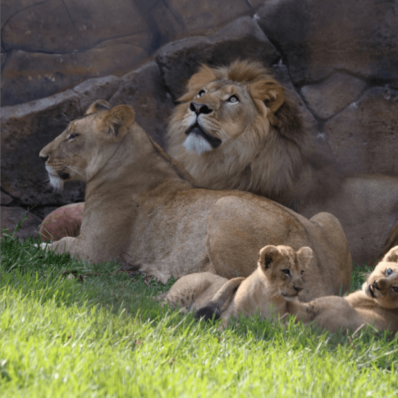 Lions