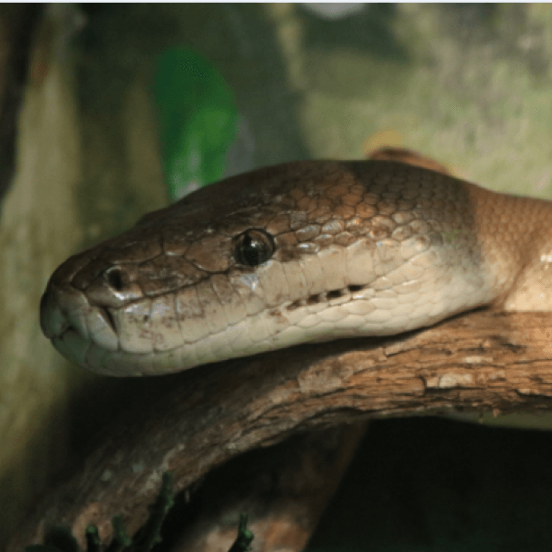 Snake