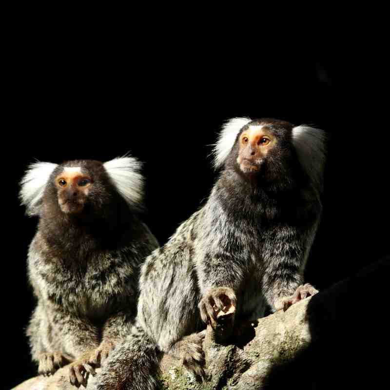Common Marmosets