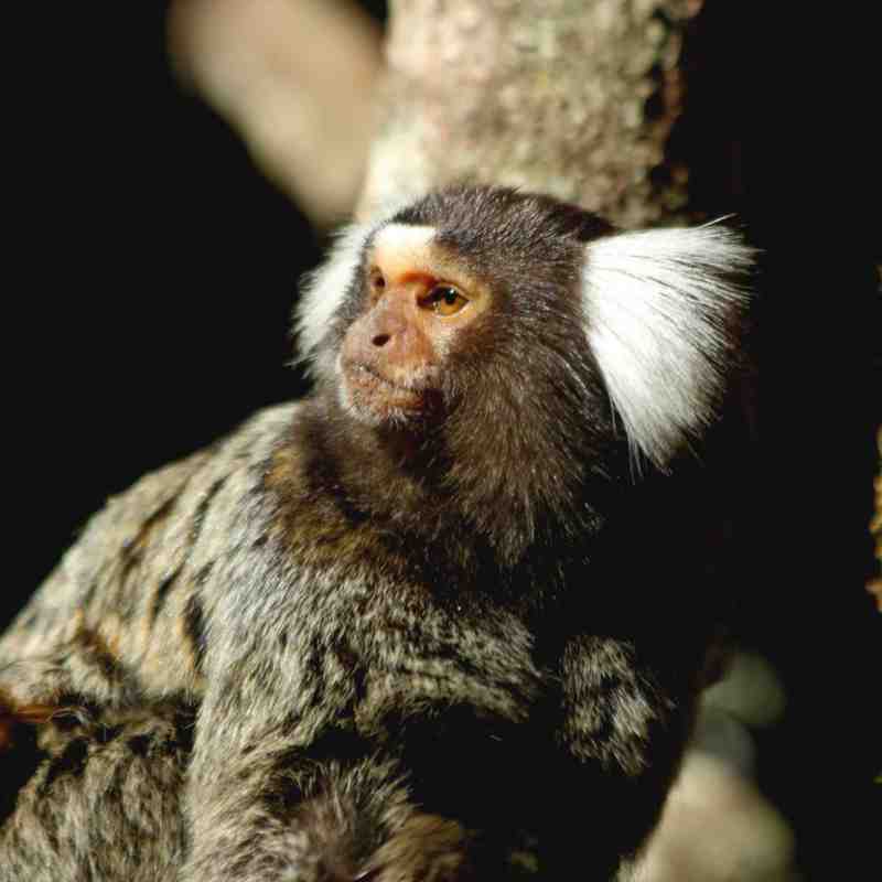 Common Marmosets at Billabong Zoo, Koala & Wildlife Park, Port Macquarie