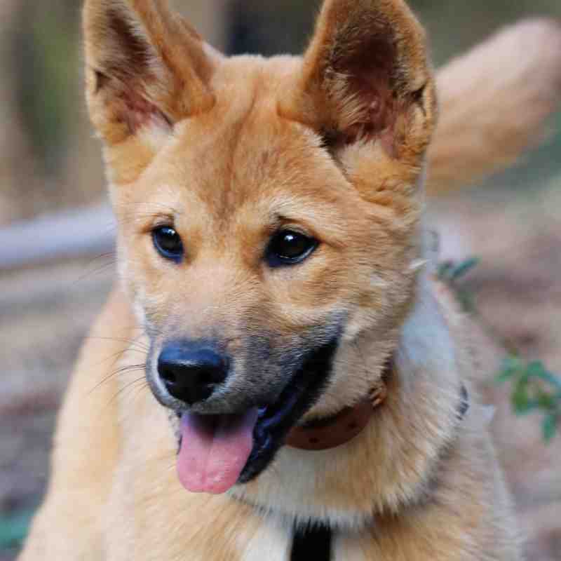 Dingoes at Billabong Zoo, Port Macquarie