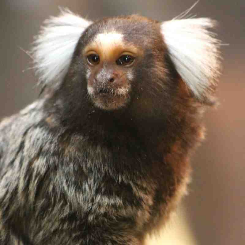 Common Marmosets