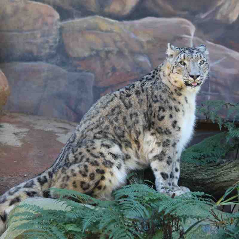 Snow Leopard