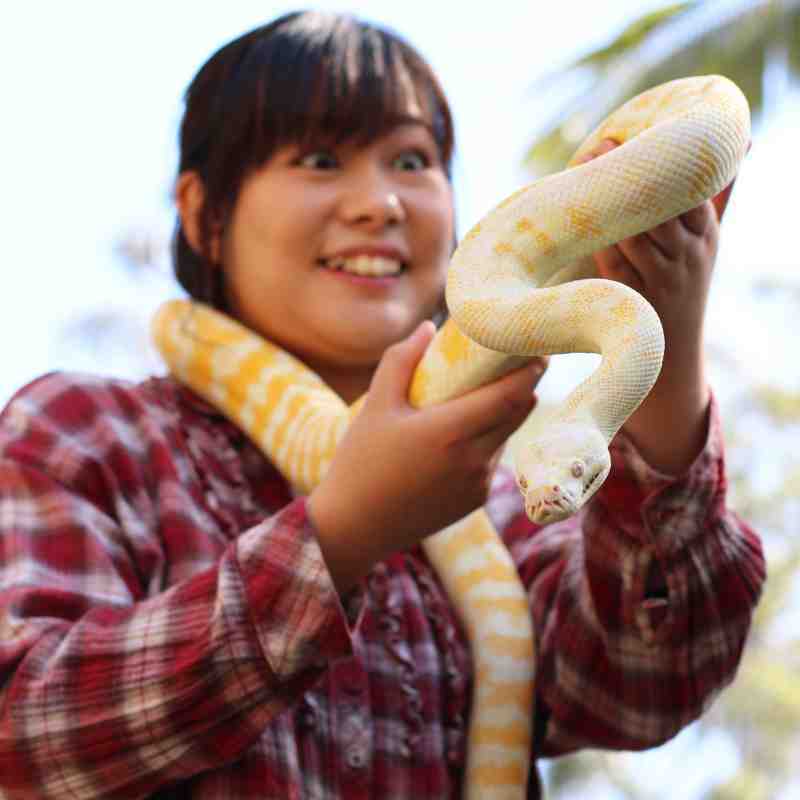 Popular Snake Encounter at Billabong Zoo, Port Macquarie