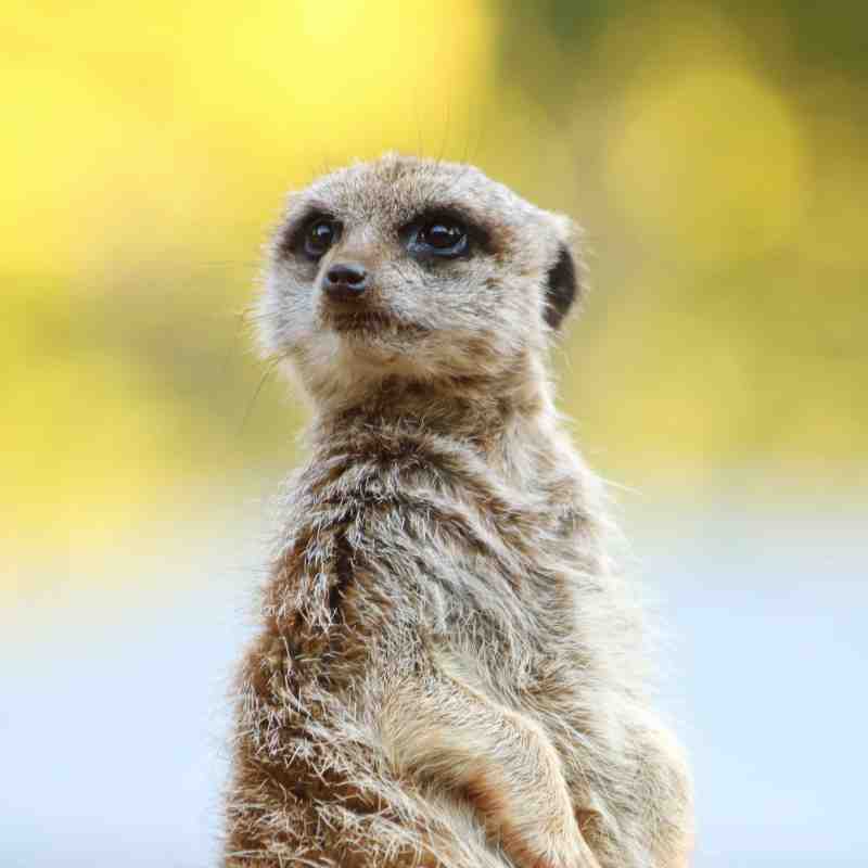 Meerkat at Billabong Zoo, Port Macquarie
