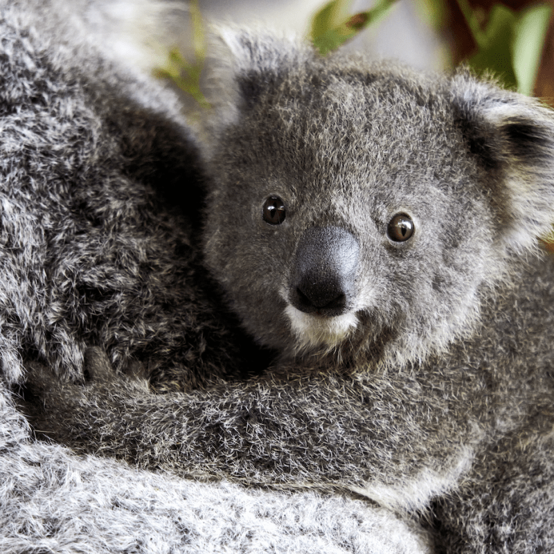 Meet our new koala joeys