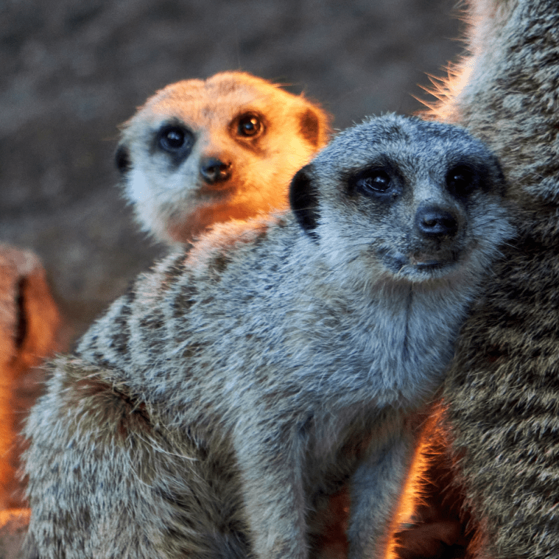 Praying for Meerkat Pups