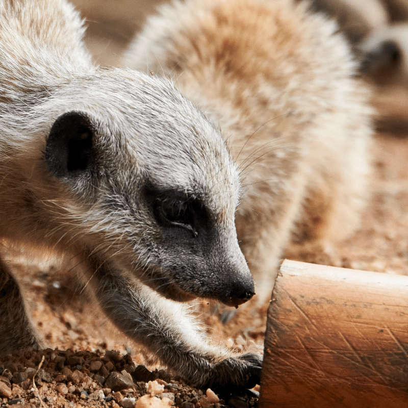 Whats New meerkats