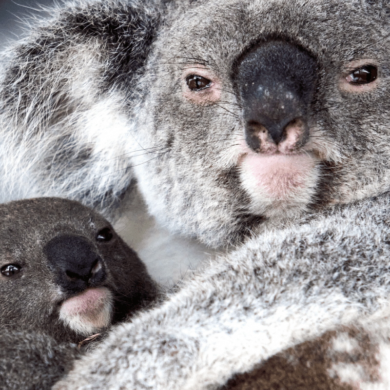 Koala Mum and Joey
