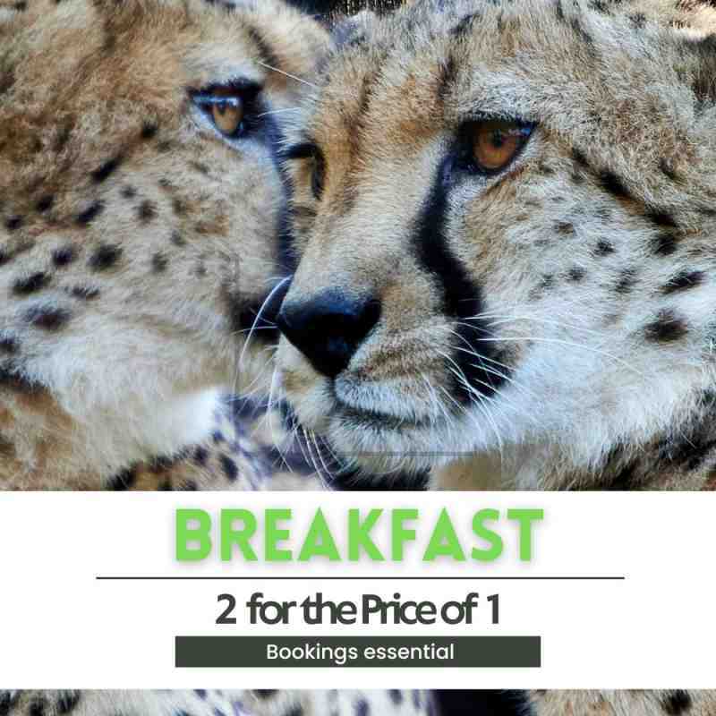 2 for price 1 breakfast