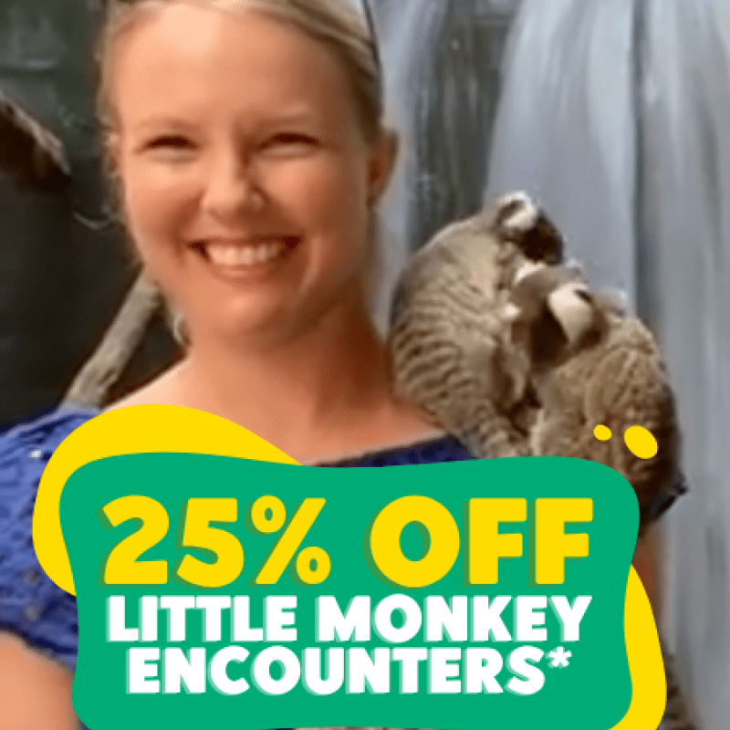 Annual Pass Members Get 25% off Little Monkey Encounters this August