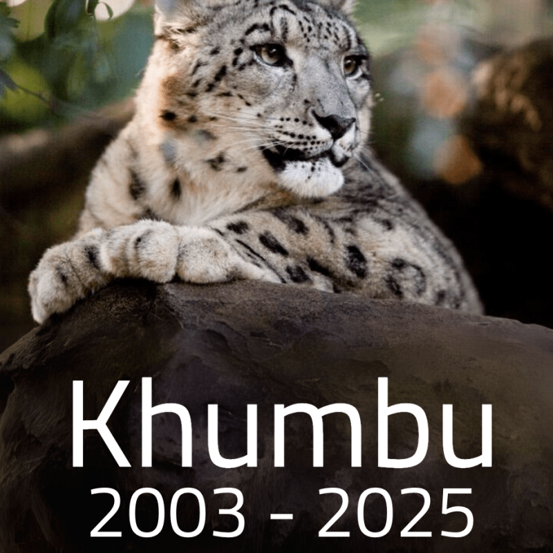 Khumbu RIP 2003 - 2025